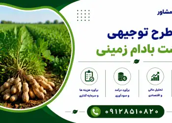 طرح کشت بادام زمینی