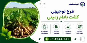 طرح کشت بادام زمینی