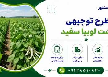 طرح کشت لوبیا سفید