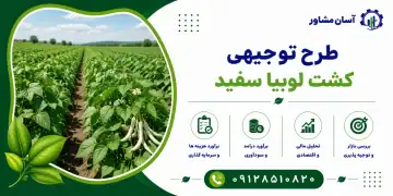طرح کشت لوبیا سفید