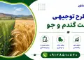 طرح کشت گندم و جو