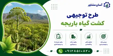 طرح کشت گیاه باریجه