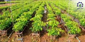 فرآیند پرورش نهال تمر هندی