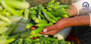 بررسی بازار داخلی و خارجی بامیه