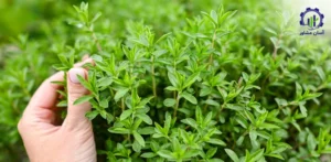بررسی بازار داخلی و خارجی فارم آویشن