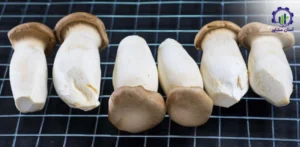 بررسی بازار داخلی و خارجی قارچ شاه صدف