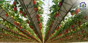 بررسی بازار داخلی و خارجی مزرعه توت فرنگی