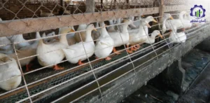 بررسی بازار داخلی و خارجی احداث فارم پرورش اردک گوشتی