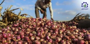 بررسی بازار داخلی و خارجی کاشت پیاز