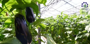 بررسی بازار داخلی و خارجی گلخانه بادمجان
