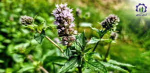 بررسی بازار داخلی و خارجی گیاه سوسنبر
