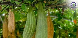 بررسی بازار داخلی و خارجی گیاه لوفا