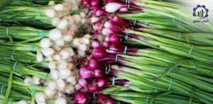 بررسی بازار داخلی و خارجی گیاه موسیر