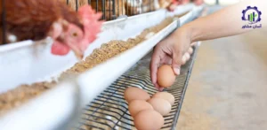 بررسی تجهیزات و تأسیسات احداث فارم پرورش مرغ تخمگذار