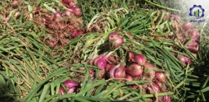 بررسی تجهیزات و تأسیسات احداث فارم کشت گیاه موسیر