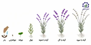 مراحل کشت گیاه اسطوخودوس؛ راهنمای دقیق و کاربردی