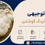 طرح پرورش اردک گوشتی