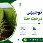 طرح کاشت درخت حنا