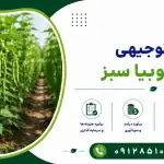 طرح کشت لوبیا سبز