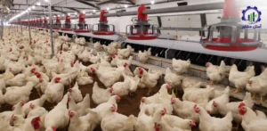 بررسی بازار داخلی و خارجی جوجه گوشتی