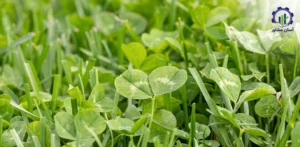 بررسی بازار داخلی و خارجی شبدر