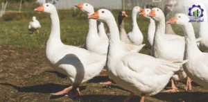 بررسی بازار داخلی و خارجی غاز گوشتی