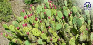 بررسی بازار داخلی و خارجی کاکتوس اپونتیا