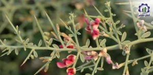 بررسی بازار داخلی و خارجی گل خارشتر
