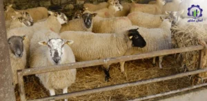 بررسی بازار داخلی و خارجی گوسفند شیری