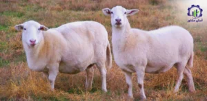 بررسی بازار داخلی و خارجی گوسفند لاکن