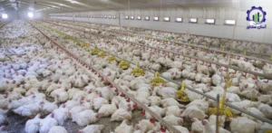 بررسی تجهیزات و تأسیسات احداث فارم پرورش جوجه گوشتی