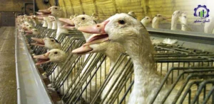 بررسی تجهیزات و تأسیسات احداث فارم پرورش غاز گوشتی