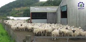 بررسی تجهیزات و تأسیسات احداث فارم پرورش گوسفند شیری