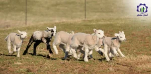 بررسی تجهیزات و تاسیسات احداث فارم پرورش گوسفند لاکن