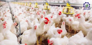 بررسی فرآیند رشد جوجه گوشتی