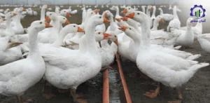 بررسی فرآیند رشد و نگهداری غاز گوشتی