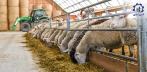 بررسی فرآیند رشد و نگهداری گوسفند شیری