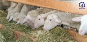 بررسی فرآیند پرورش گوسفند لاکن