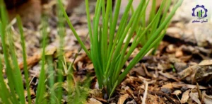 بررسی فرآیند کاشت بذر موسیر