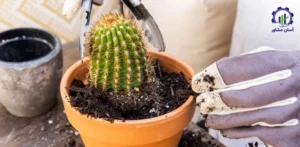 بررسی فرآیند کاشت کاکتوس اپونتیا