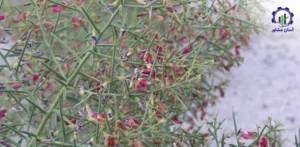 مراحل کشت گیاه خارشتر؛ مسیر اصولی از آماده سازی زمین تا بهره برداری