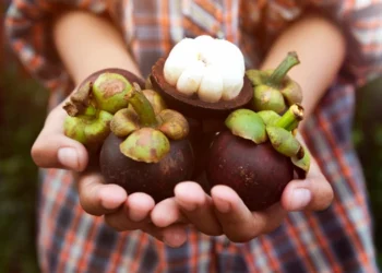 طرح توجیهی احداث باغ میوه منگوستین