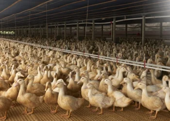 طرح توجیهی احداث فارم پرورش اردک