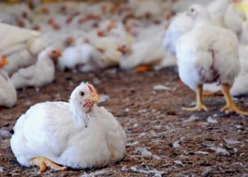 طرح توجیهی احداث فارم پرورش جوجه گوشتی