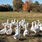 طرح پرورش غاز گوشتی