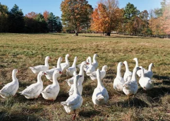 طرح توجیهی احداث فارم پرورش غاز گوشتی