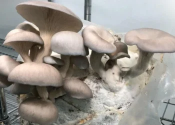 طرح توجیهی احداث فارم پرورش قارچ شاه صدف (ارینجی)