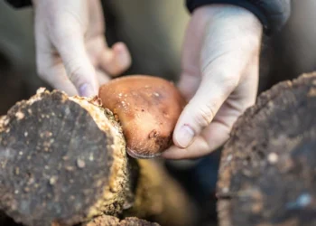 طرح توجیهی احداث فارم پرورش قارچ شیتاکه