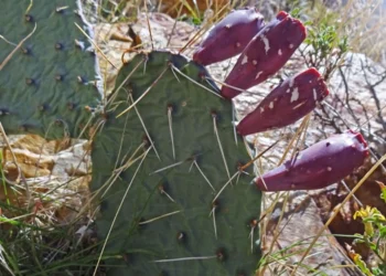 طرح توجیهی احداث فارم پرورش کاکتوس اپونتیا