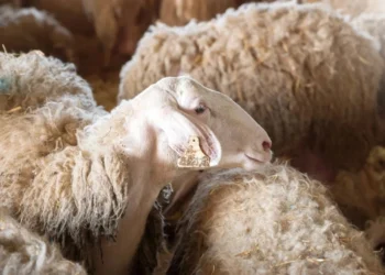 طرح توجیهی احداث فارم پرورش گوسفند شیری